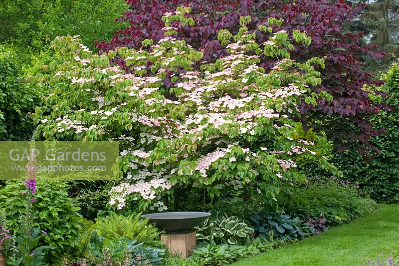 Woody plants in the garden, Cornus kousa Satomi, Cercis canadensis Forest Pansy 