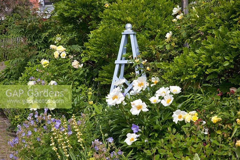 Front garden, Paeonia lactiflora Krinkled White, Rosa The Pilgrim, Geranium pratense Mrs. Kendall Clarke 