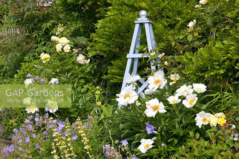 Front garden with Paeonia lactiflora Krinkled White, Rosa The Pilgrim, Geranium pratense Mrs. Kendall Clarke 