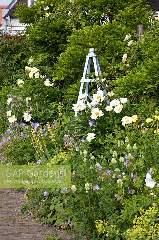 Front garden, Paeonia lactiflora Krinkled White, Rosa The Pilgrim, Geranium pratense Mrs. Kendall Clarke 