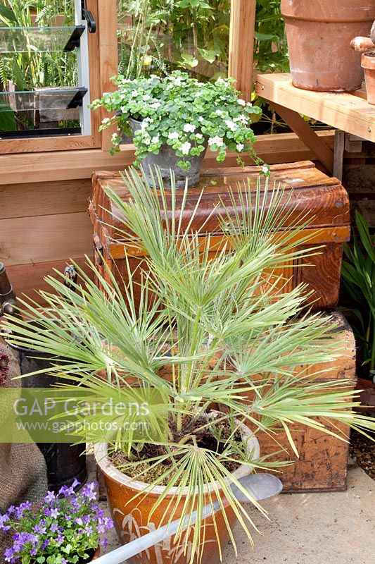 Overwintering a potted palm 