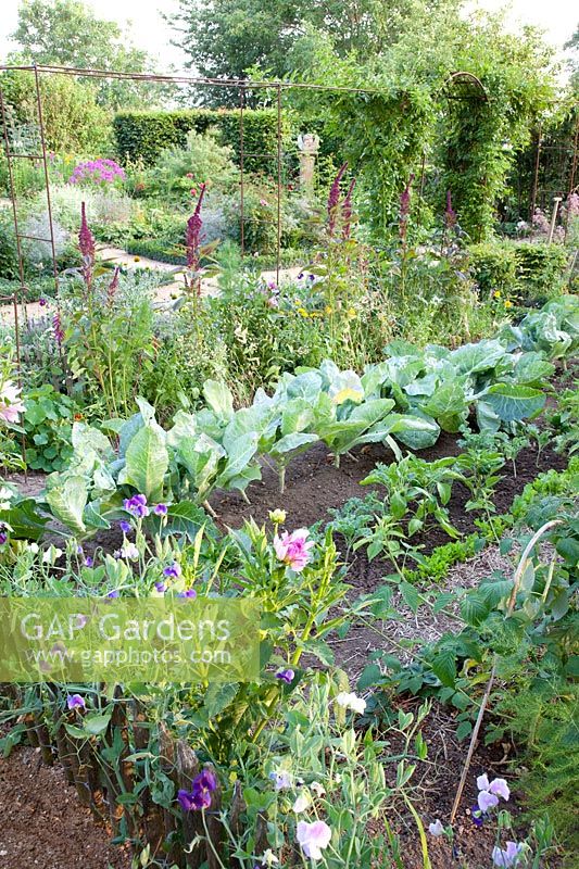Vegetable garden with pointed cabbage and peppers, Brassica oleracea, Capsicum annuum 