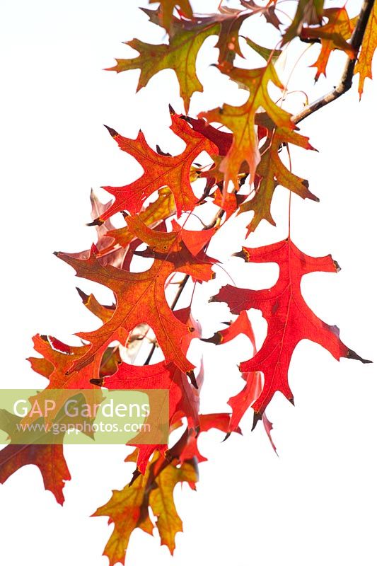 Autumn leaves of the swamp oak, Quercus palustris 