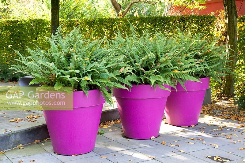 Ferns in pots 