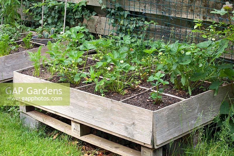 Raised bed with strawberries 