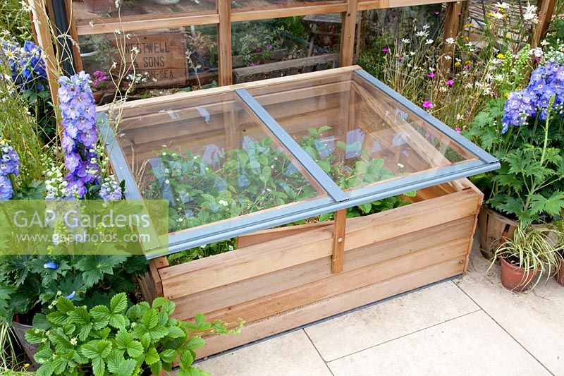 Cold frame with strawberries 