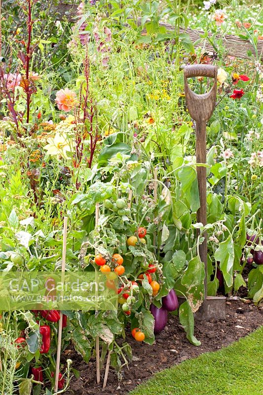 Vegetables in the kitchen garden 