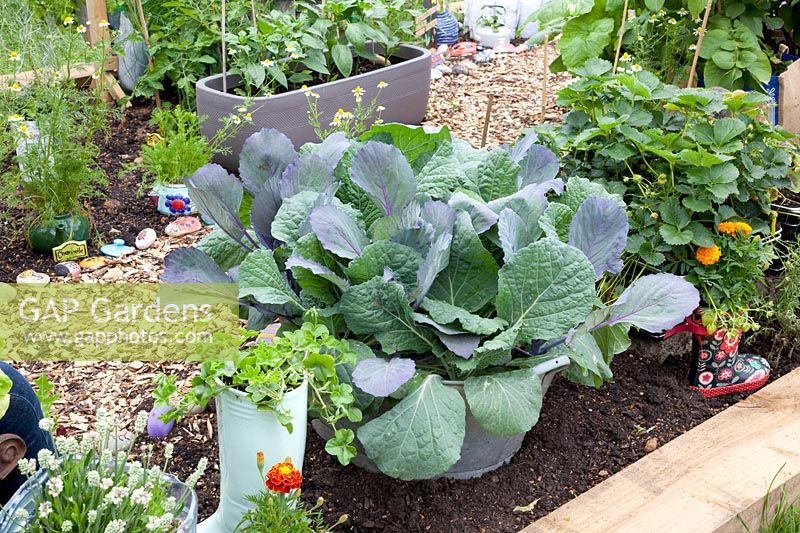 Vegetables in recycled planters 