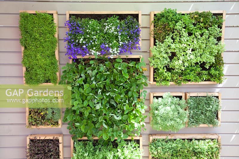 Vertical planting with herbs and strawberries 