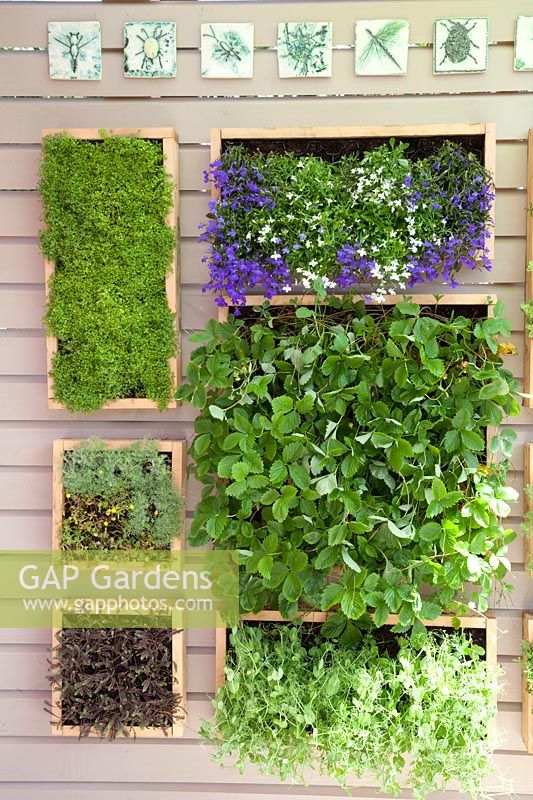 Vertical planting with herbs and strawberries 