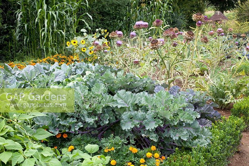 Vegetable garden with Brussels sprouts, Brassica oleracea Rubine 