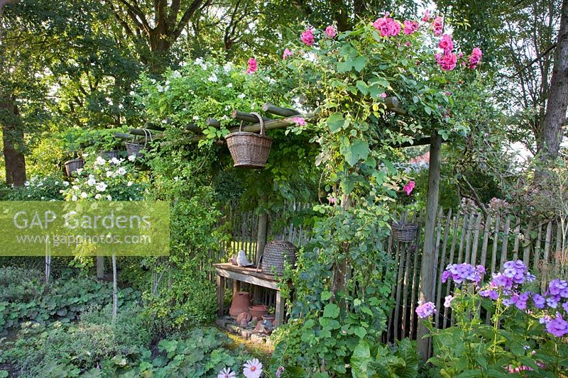 Rustic wooden pergola with roses, Rosa Guirlande d'Amour, Rosa Pink Perpetue 