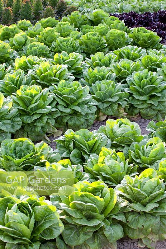 Romaine lettuce, Lactuca sativa 