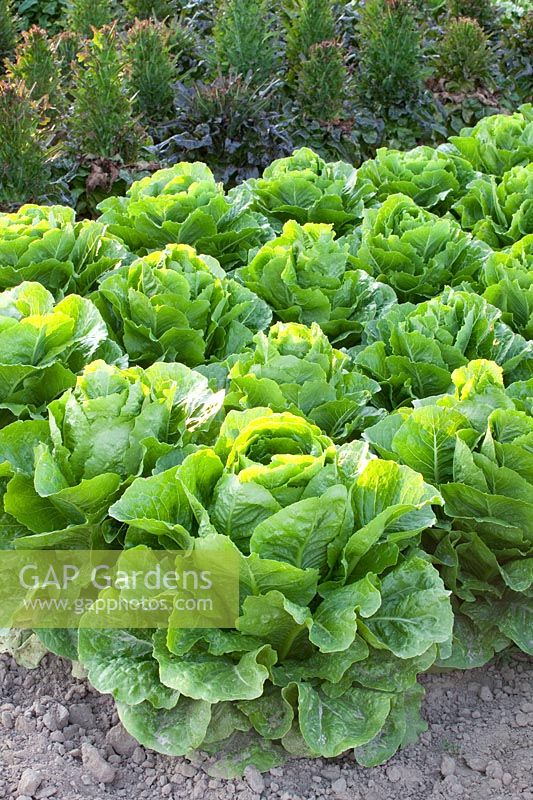 Romaine lettuce, Lactuca sativa Lucior 