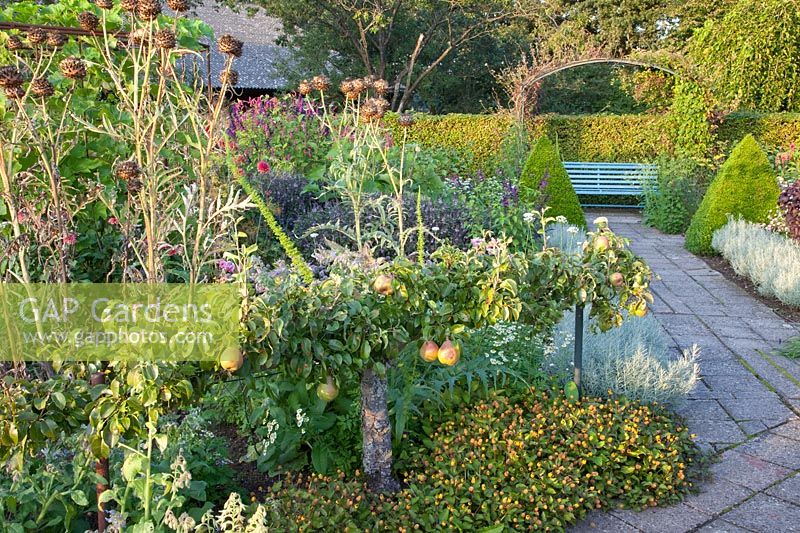 Vegetable garden with pear espalier, Pyrus communis Bonne Louise d'Avranches 