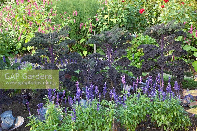 Purple kale and mealy sage, Brassica oleracea Redbor, Salvia farinacea 