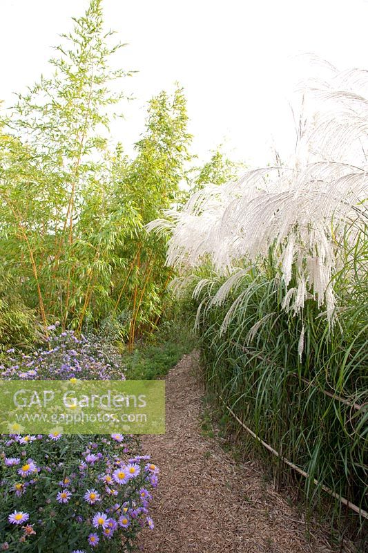 Chinese silver grass and bamboo, Miscanthus sinensis Silver Cloud, Phyllostachys vivax Aureocaulis 