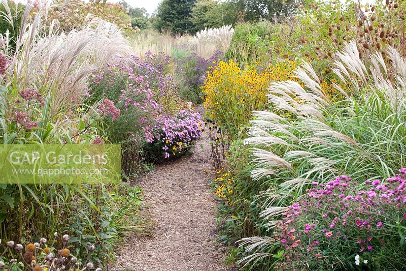 Autumn bed, Miscanthus sinensis Late Green, Aster novae-angliae September Ruby, Rudbeckia triloba 