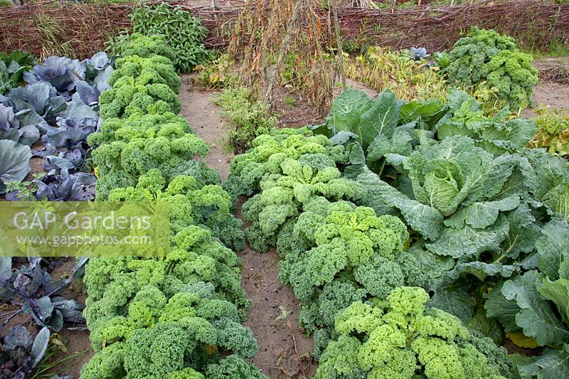 Vegetable garden with cabbage in October 