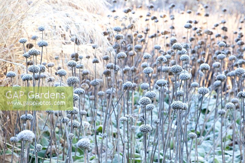 Seed heads of frost-stricken burnet, Phlomis russeliana 