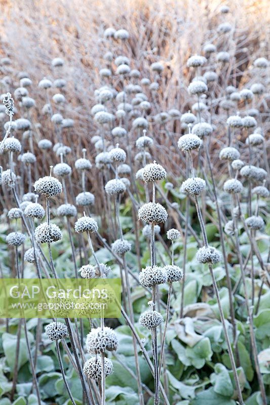 Seed heads of frost-stricken burnet, Phlomis russeliana 