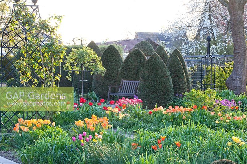 Spring garden with topiary yews and tulips 