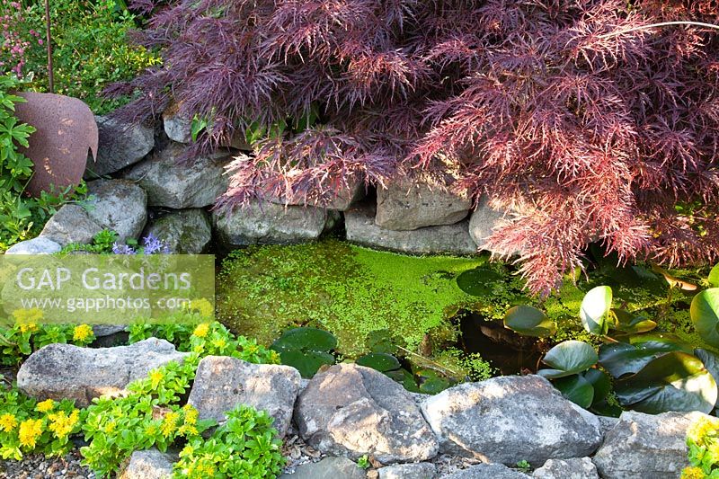 Maple with small pond, Acer palmatum Dissectum, Sedum kamtschatikum 