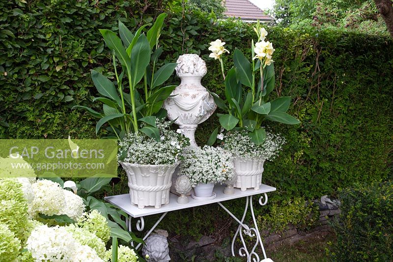 Garden decoration with cannas in pots 