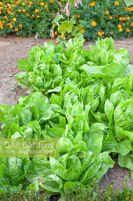 Romaine lettuce, Lactuca sativa var. longifolia Green Cos 