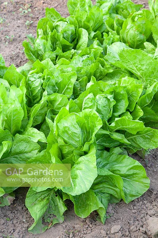 Romaine lettuce, Lactuca sativa var. longifolia Green Cos 