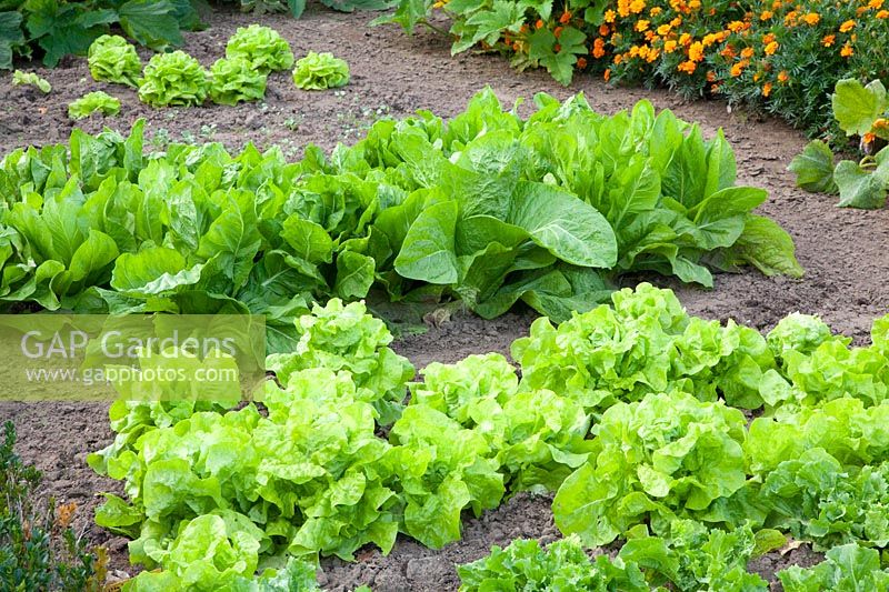 Romaine lettuce and butterhead lettuce, Lactuca sativa var. longifolia Green Cos 