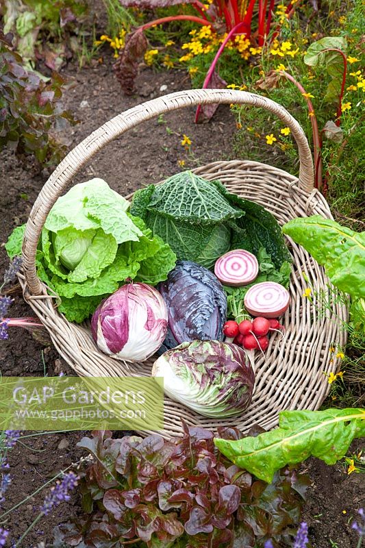 Harvest basket with cabbage, radicchio, radishes and beetroot 