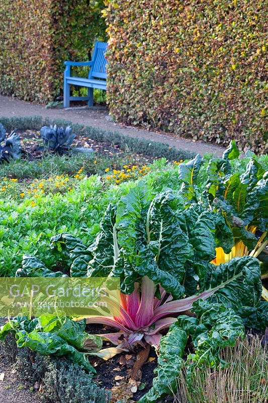 Vegetable garden in November 