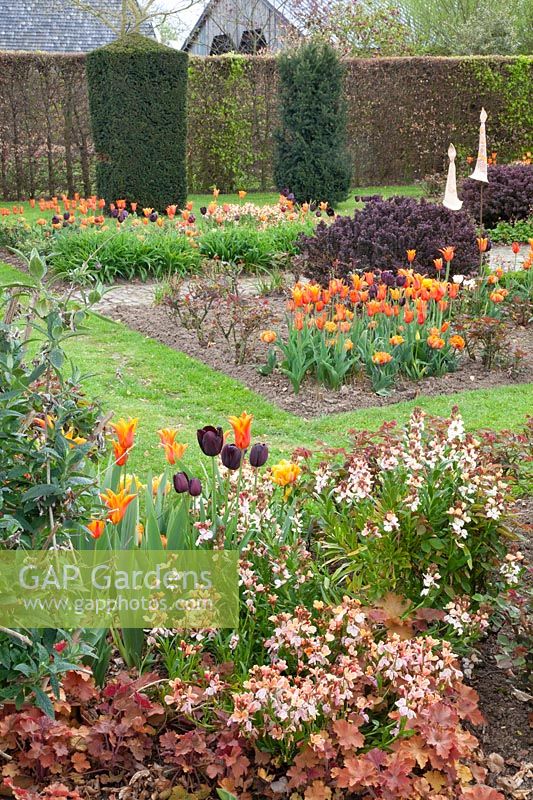 Garden in spring with tulips and wallflower, Tulipa Ballerina, Erysimum cheirii 