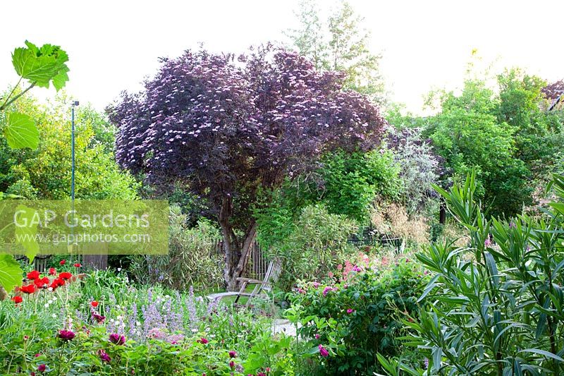 Natural garden with elderberry, Sambucus nigra Black Beauty 