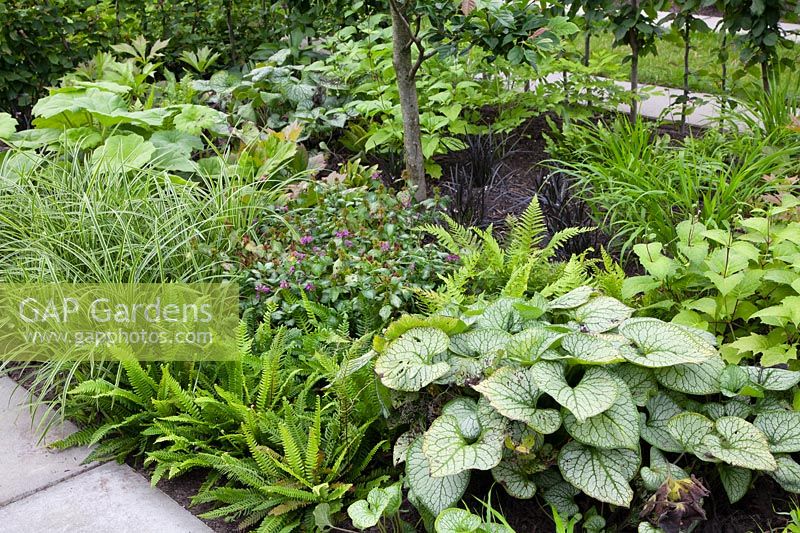 Bed in the shade, Brunnera macrophylla; Blechnum spicant, Carex, Lamium 