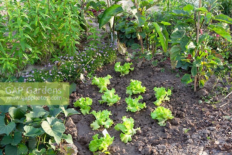 Freshly planted Batavia lettuce Goldorac 