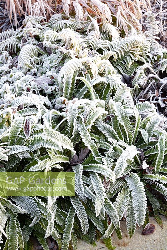 Blechnum spicant with frost 