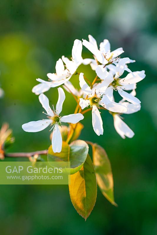 Flowers of the serviceberry, Amelanchier lamarckii 