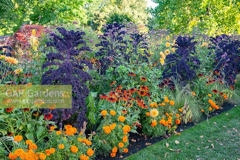 Bed in autumn with kale and marigolds, Brassica oleracea Redbor, Tagetes 
