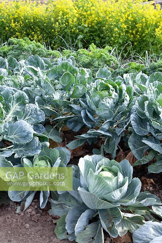 Brussels sprouts and white cabbage in the vegetable garden 