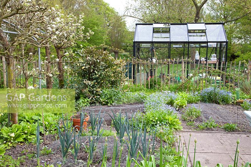 Vegetable garden with greenhouse in spring 