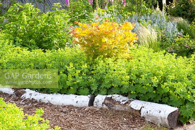 Bed edging with birch trunks 