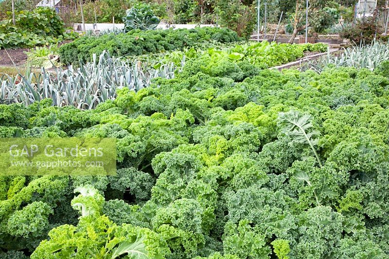 Kale in the vegetable garden, Brassica oleracea 