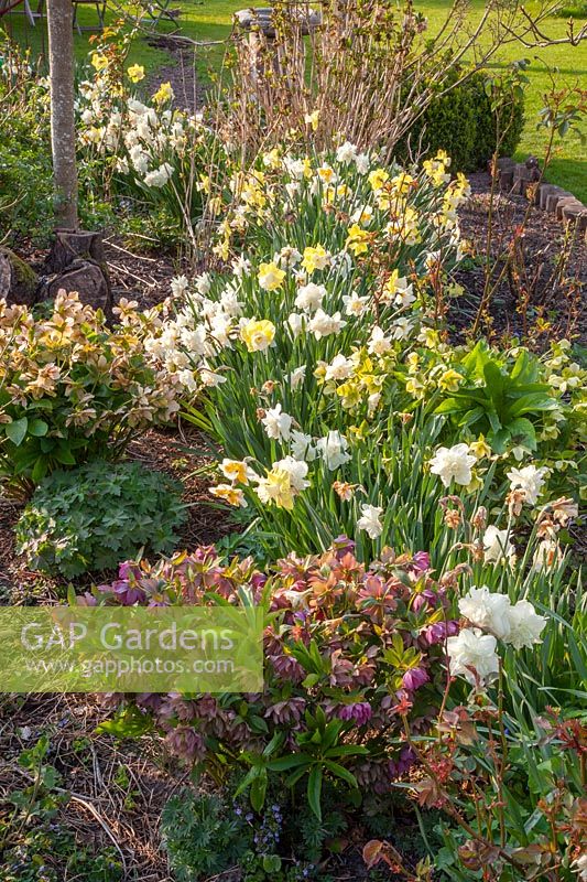Lenten roses and daffodils 