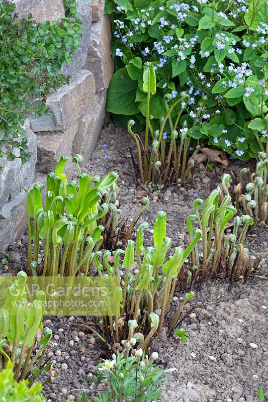Freshly sprouting hart's tongue fern, Asplenium scolopendrium 