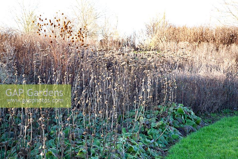 Perennial bed in winter 