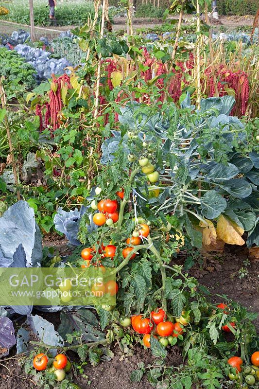 Brussels sprouts and tomatoes in the vegetable garden 