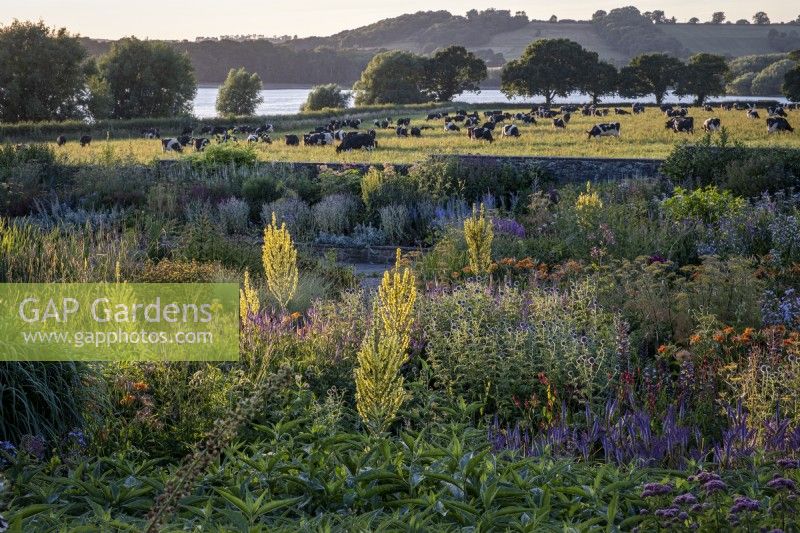 View of the dry garden with Blagdon Lake and a field of cows at Holt Farm Organic Garden