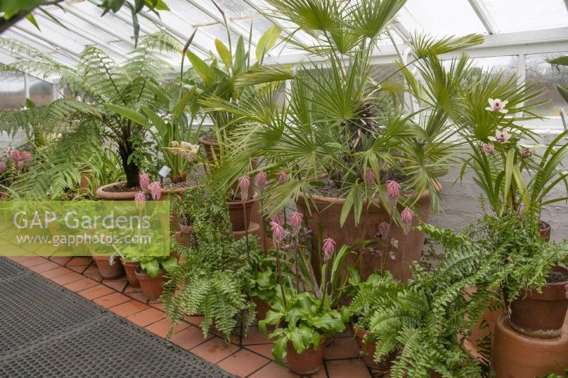  The Mediterranean glasshouse at Winterbourne Botanic Gardens, large pots of palm, Dicksonia Antarctica - Tree Fern - with smaller pots of Veltheimia capensis with pink flowers plus ferns in front, February February